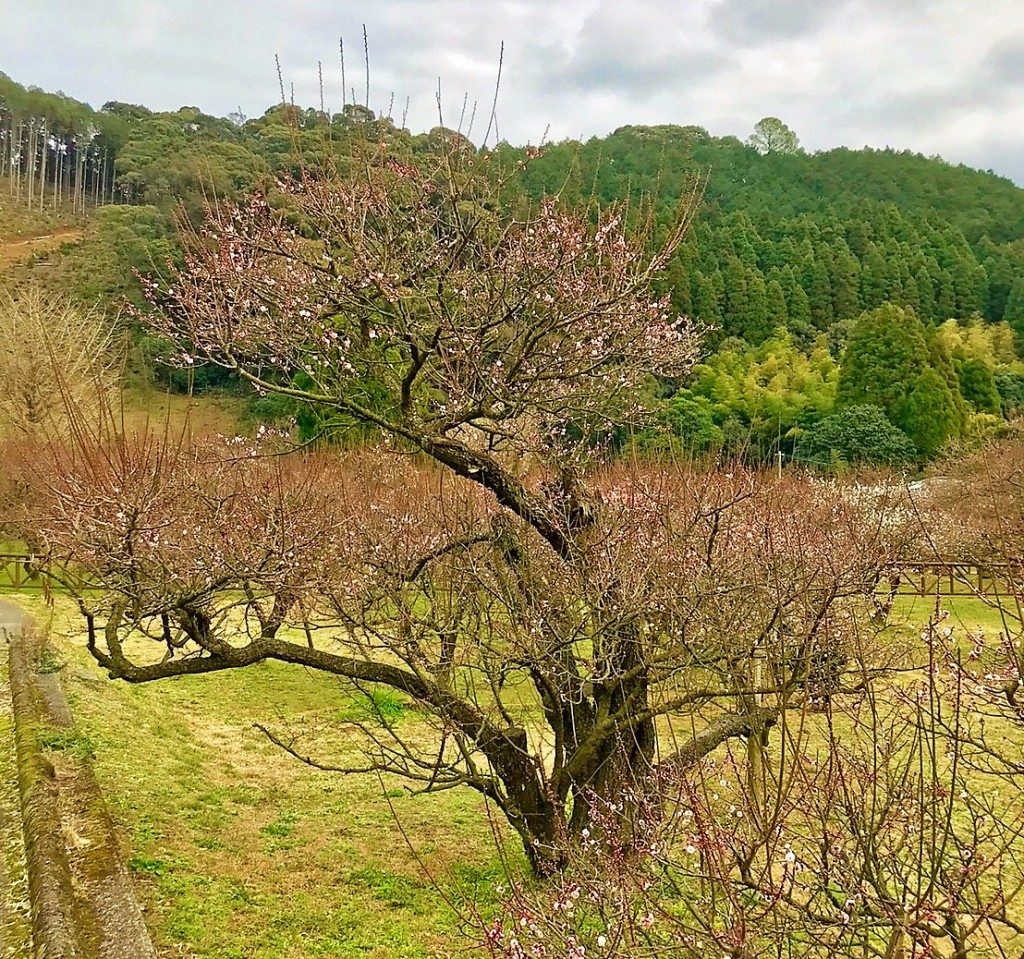 藤川天神の臥竜梅