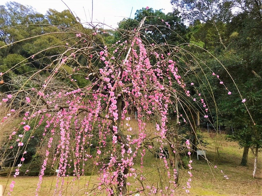藤川天神の臥竜梅