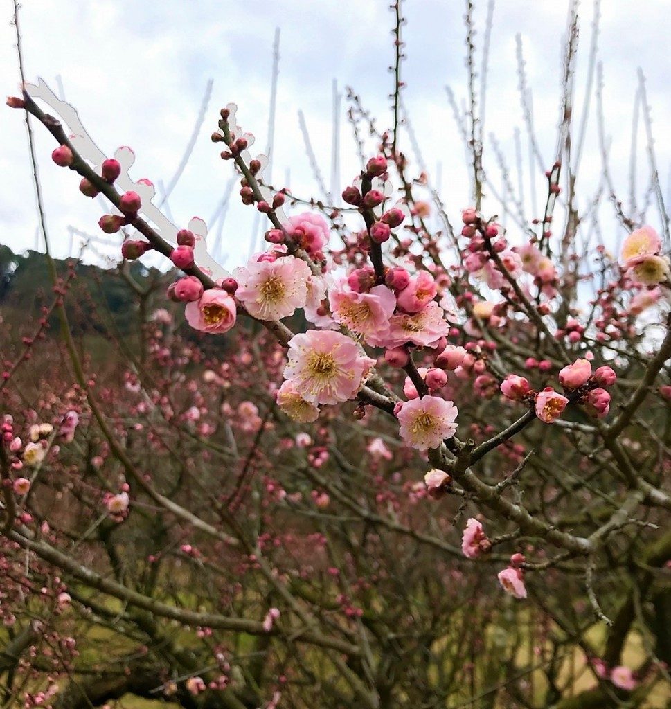 藤川天神の臥竜梅