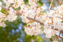 桜お花見アイキャッチ