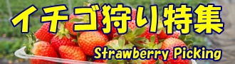 イチゴ狩り特集バナー