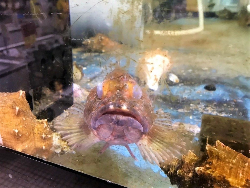 江口蓬莱館