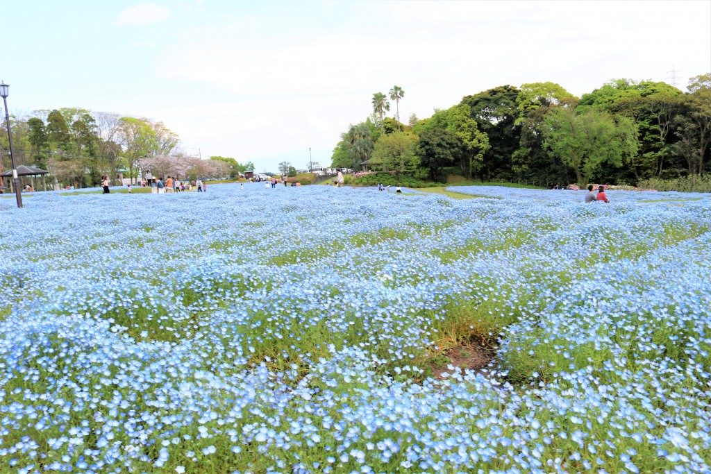 美しい青色の絨毯 慈眼寺公園のネモフィラ 19年 鹿児島市 地元人おすすめ 鹿児島観光ガイド