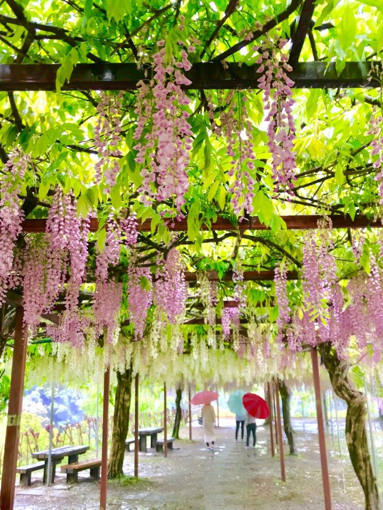 和気神社の藤まつり