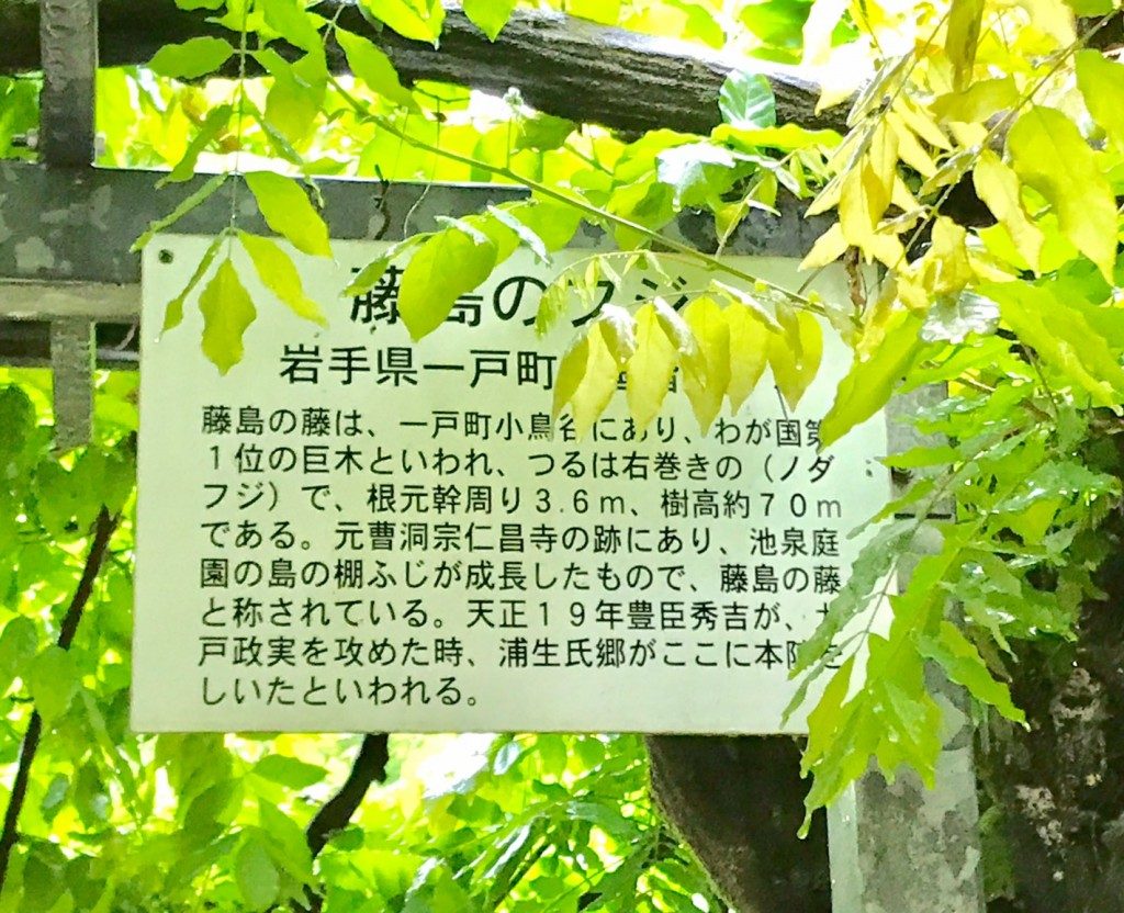 和気神社の藤まつり