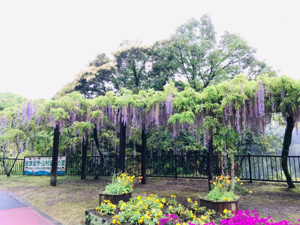 和気神社の藤まつり