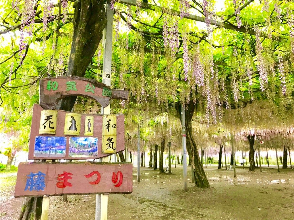和気神社の藤まつり