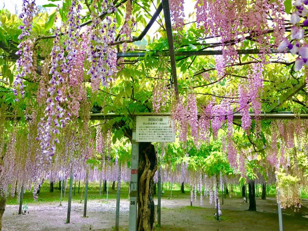 和気神社の藤まつり