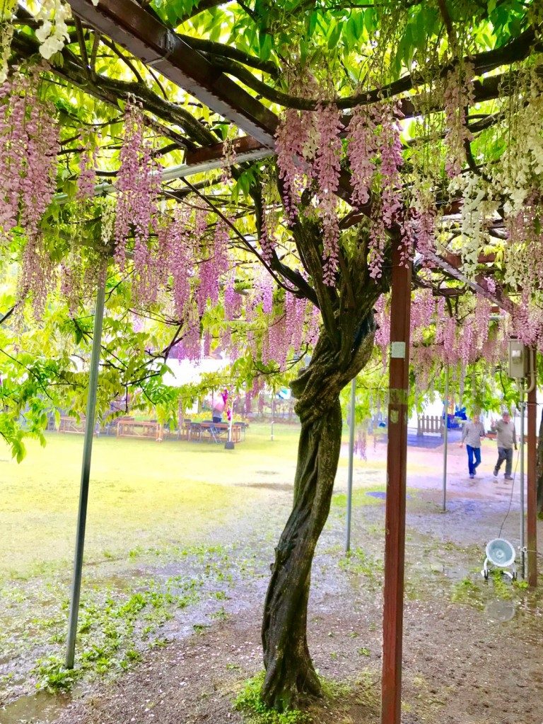 和気神社の藤まつり