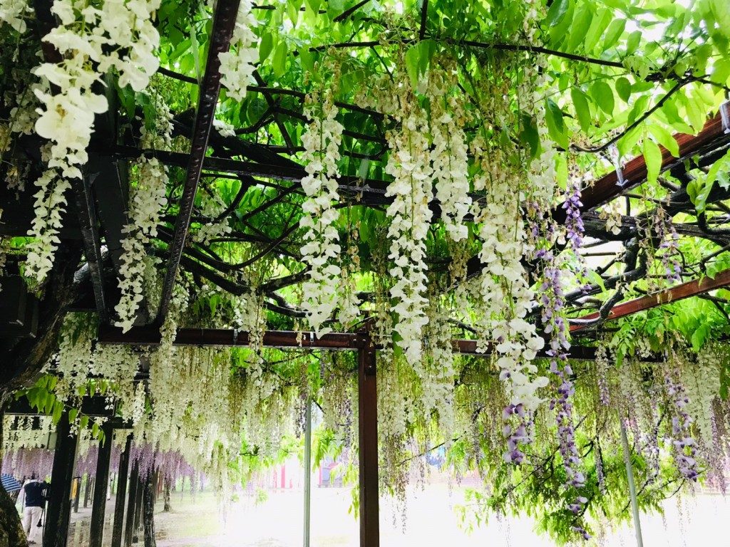 和気神社の藤まつり