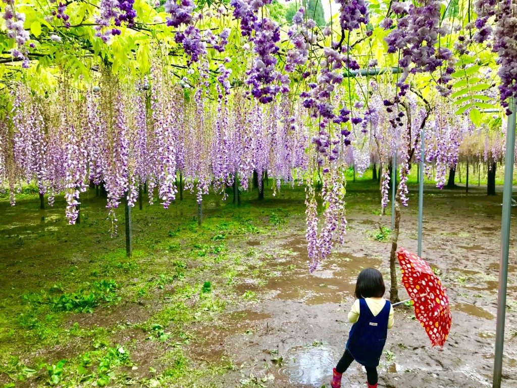 和気神社の藤まつり