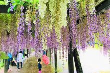 和気神社の藤まつり