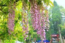 和気神社の藤まつり