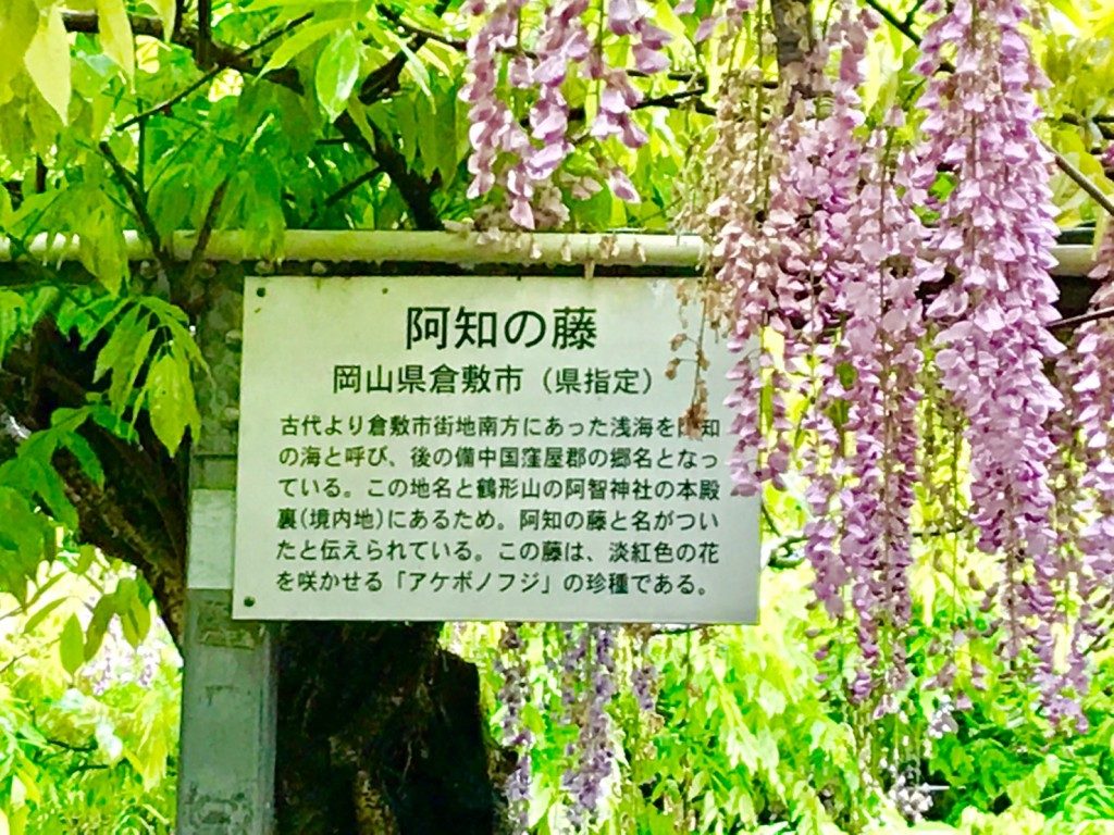 和気神社の藤まつり