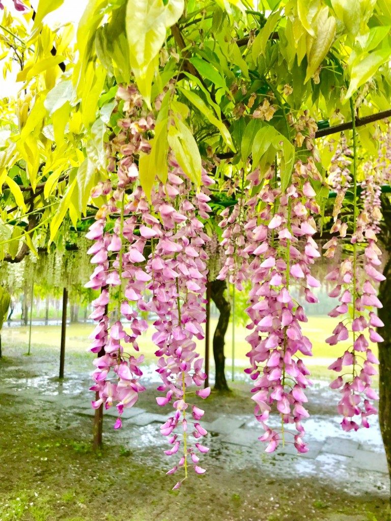 和気神社の藤まつり