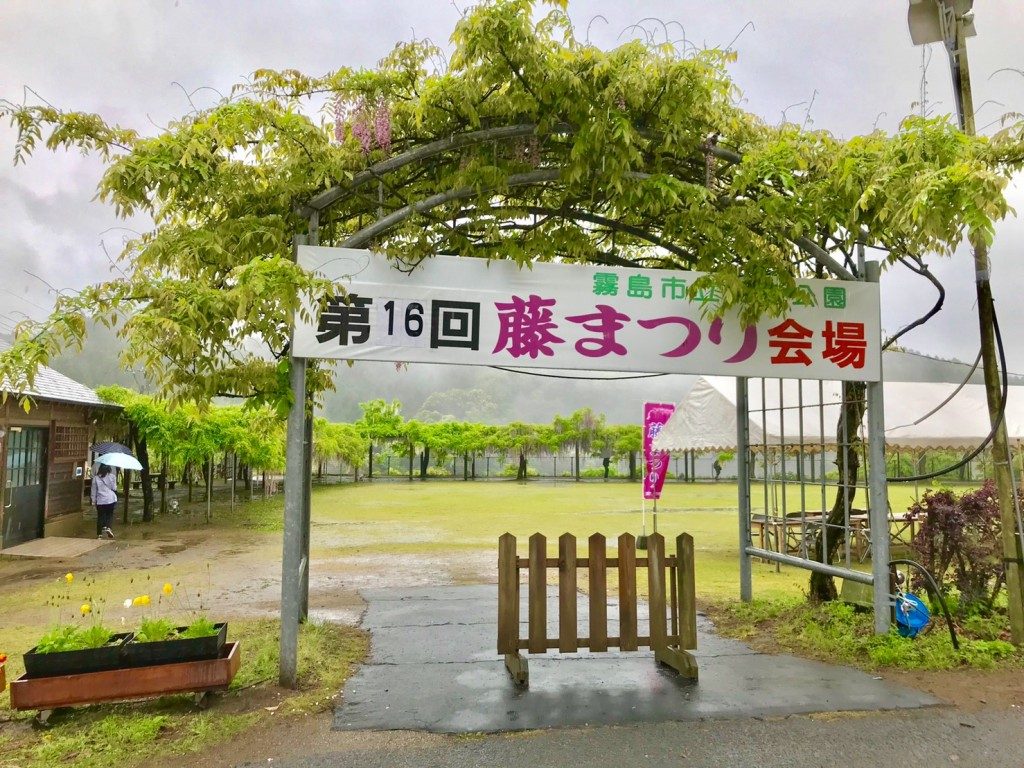 和気神社の藤まつり