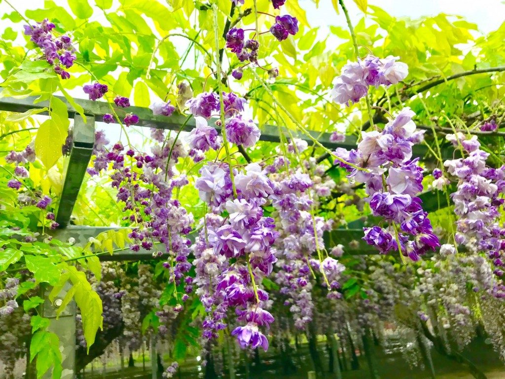 和気神社の藤まつり