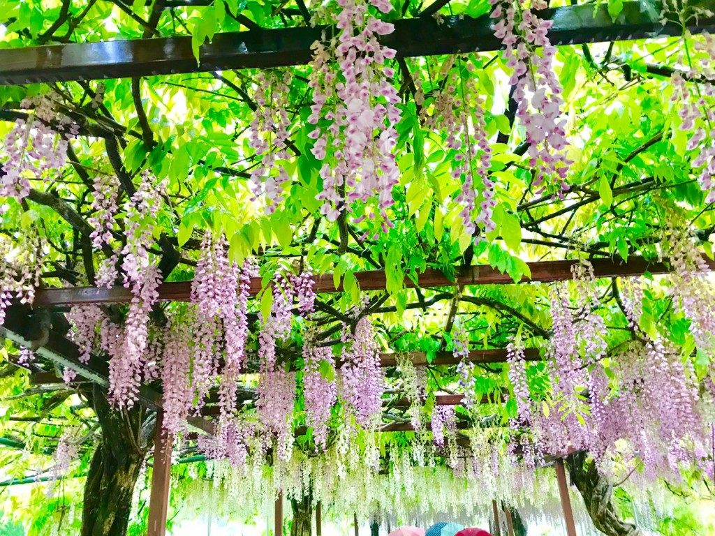 和気神社の藤まつり
