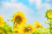夏のひまわり