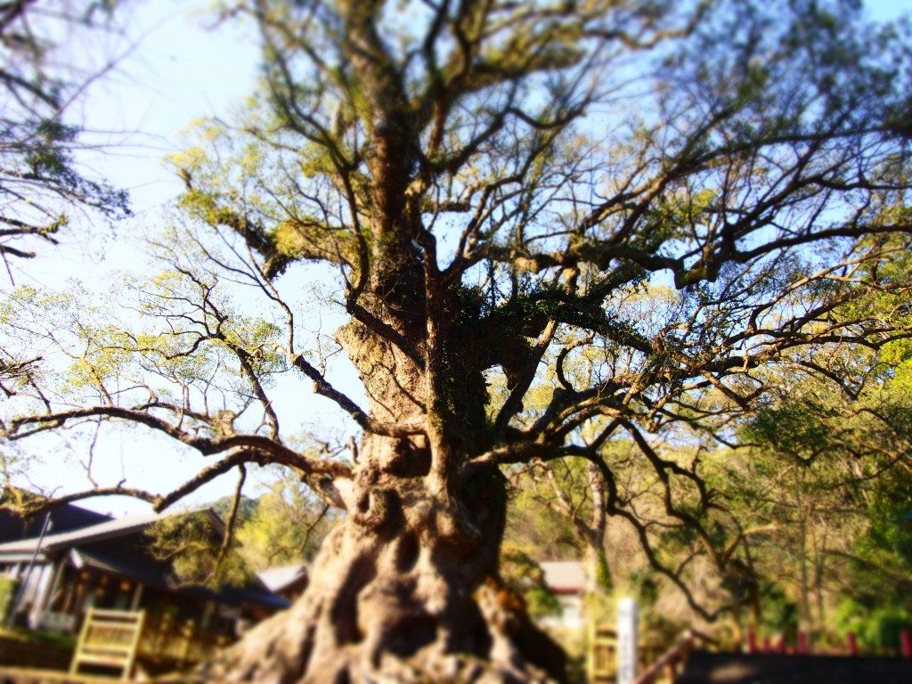 蒲生の大楠