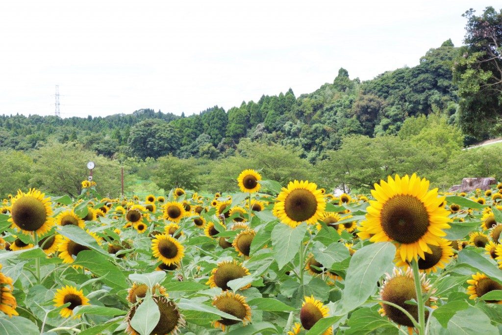 ひまわり（鹿児島市都市農業センター）