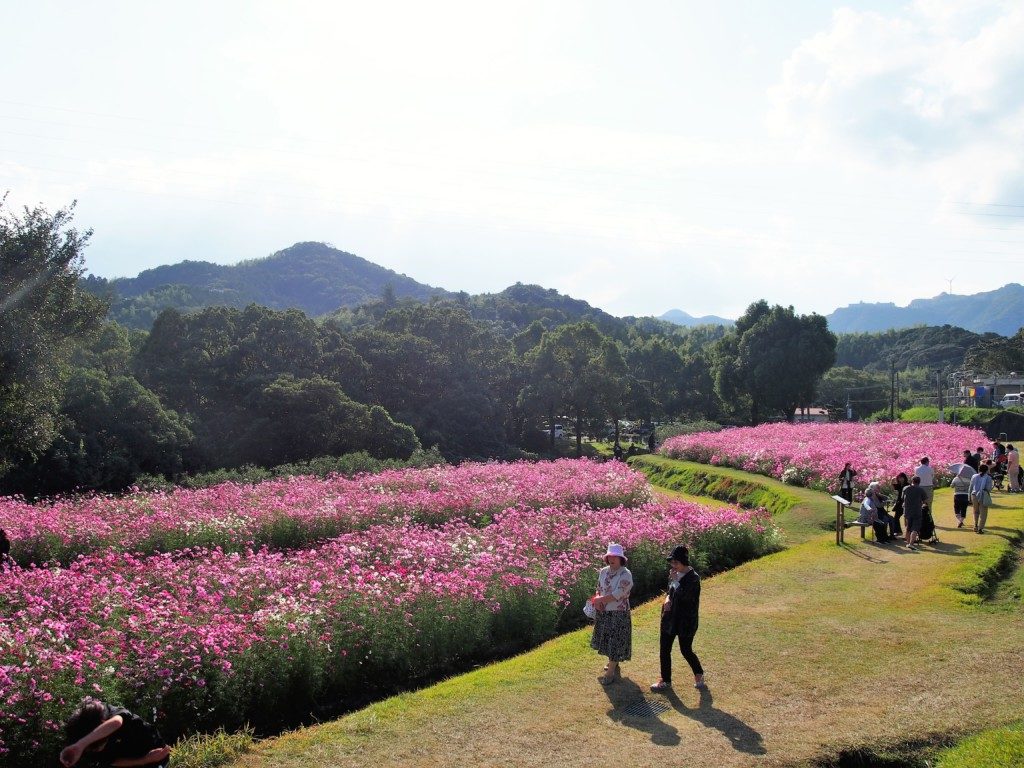 慈眼寺公園のコスモス園