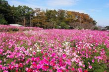 慈眼寺公園のコスモス園