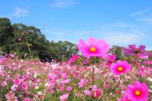 慈眼寺公園のコスモス園