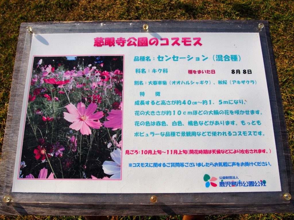 慈眼寺公園のコスモス園