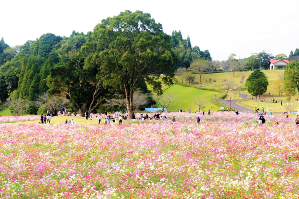 鹿児島市都市農業センターのコスモス