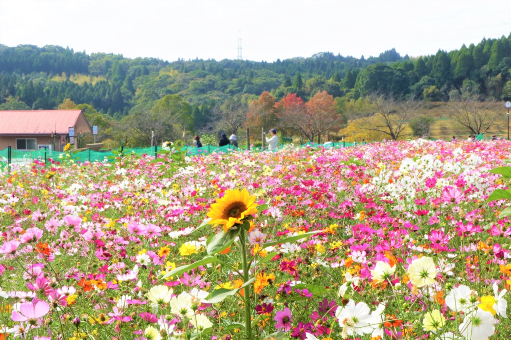 鹿児島市都市農業センターのコスモス