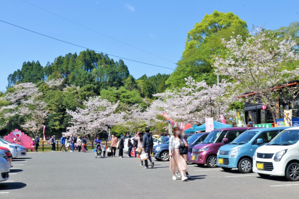 桜の名所 観音ヶ池公園 鹿児島県いちき串木野市 地元人おすすめ 鹿児島観光ガイド