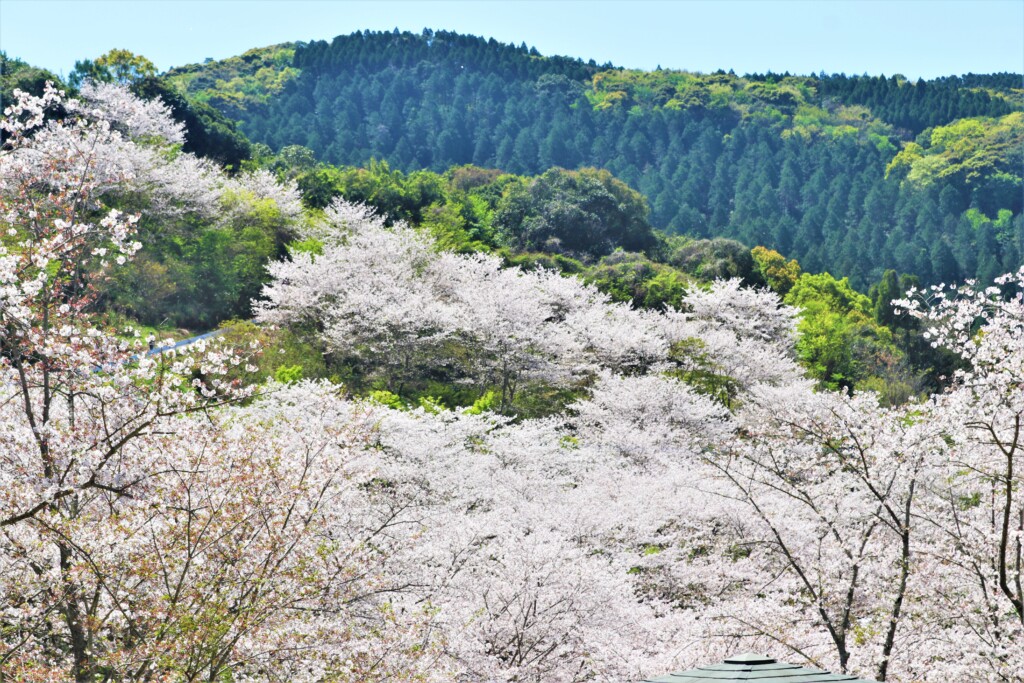 観音ヶ池公園