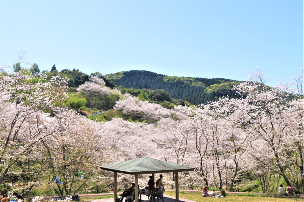 観音ヶ池公園