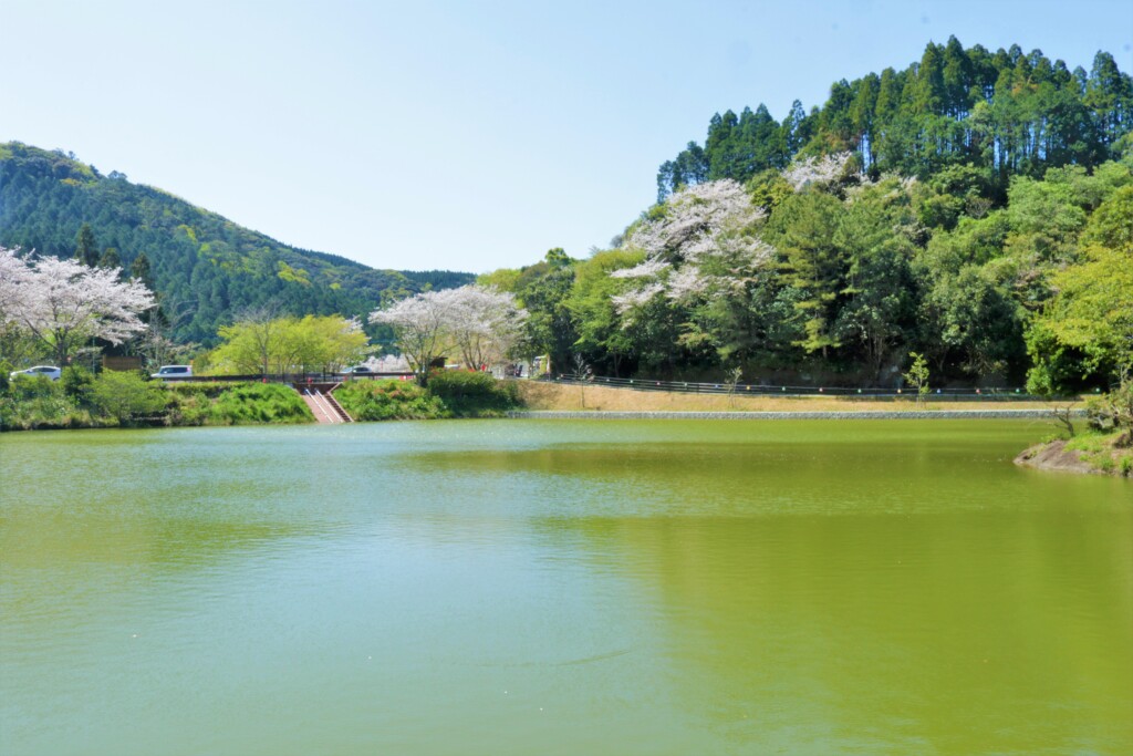 観音ヶ池公園の桜