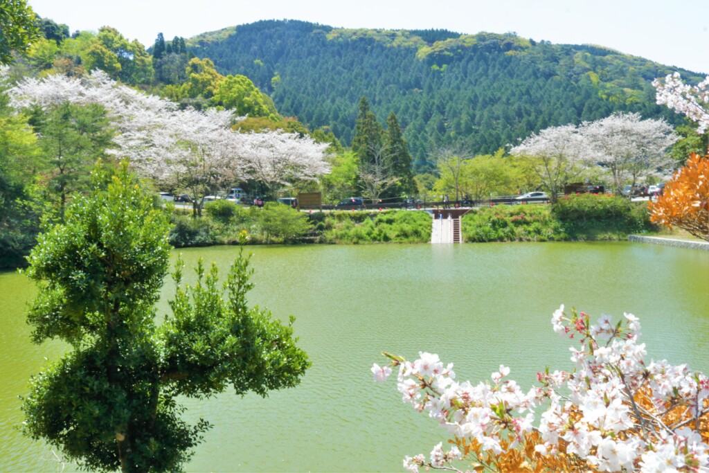 観音ヶ池公園の桜