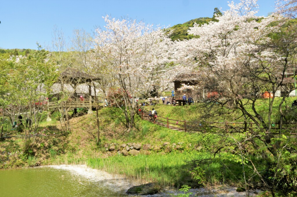 観音ヶ池公園の桜