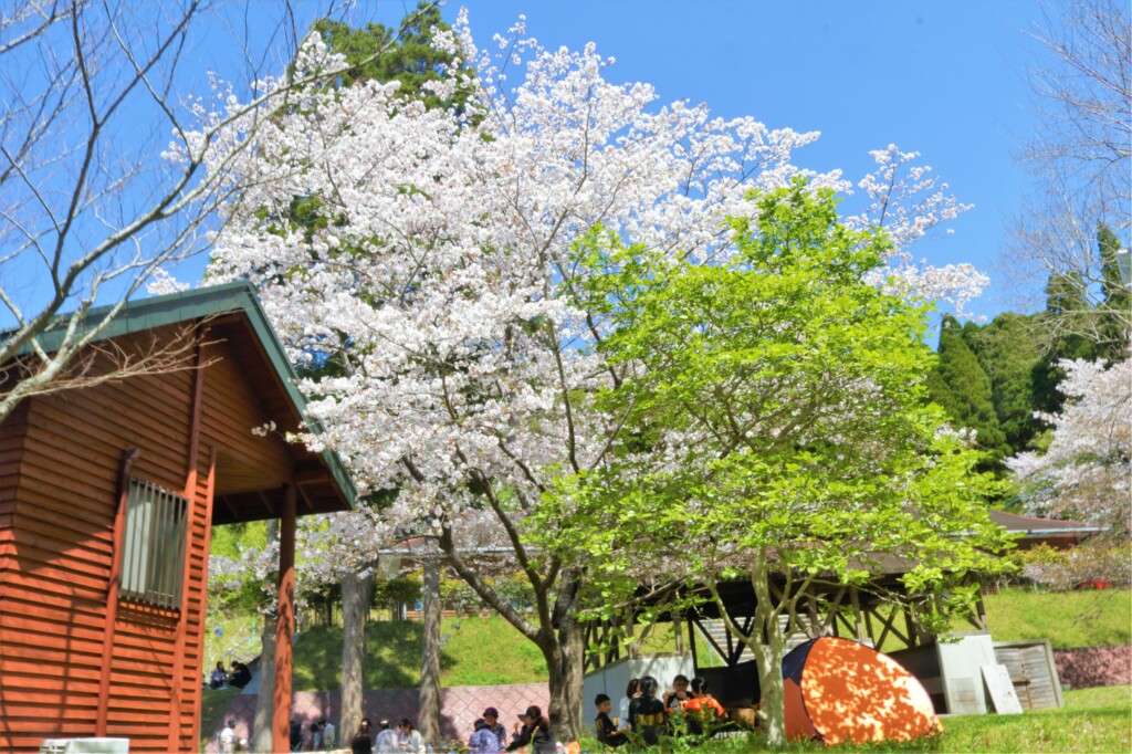 観音ヶ池公園の桜