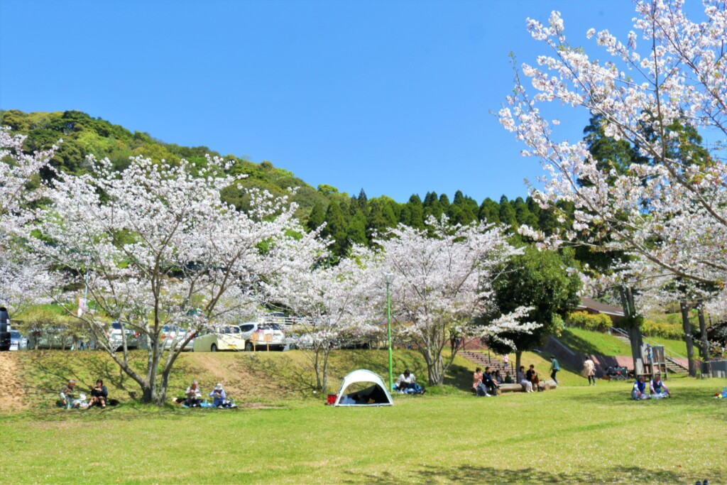 観音ヶ池公園の桜