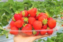 コモレビ農園でイチゴ狩り