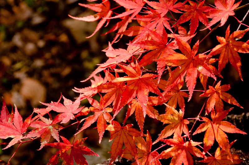 秋の紅葉